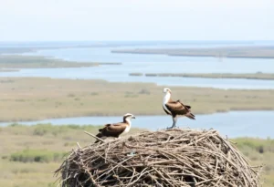 Ospreys nesting in the Delmarva Peninsula environment